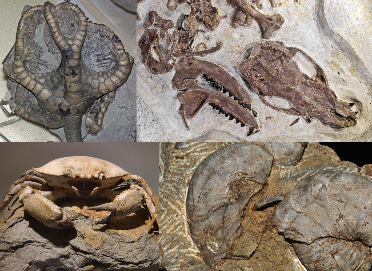 A fossil specimen
